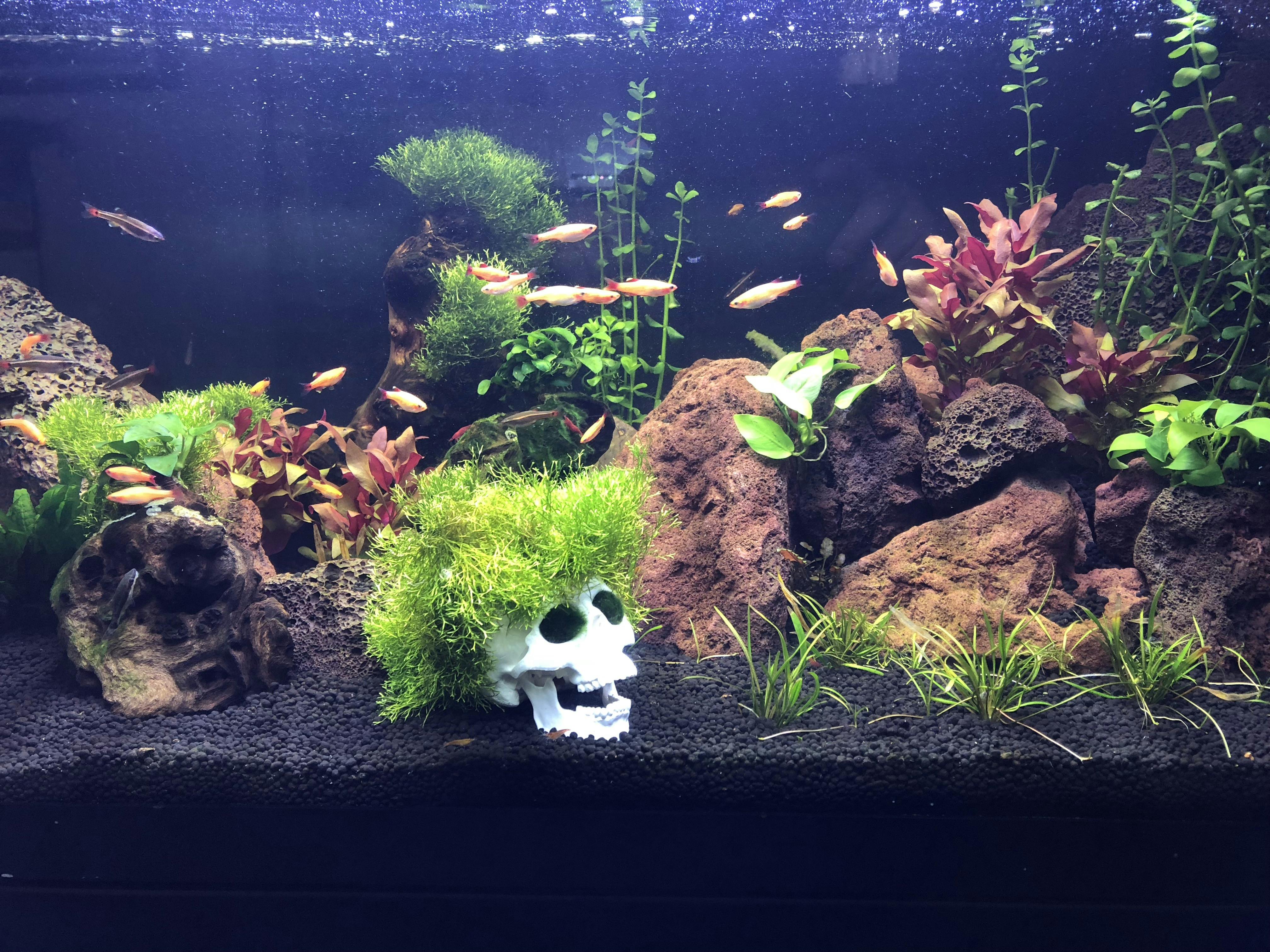 Anubias nana "petite" Aquarium CoOp